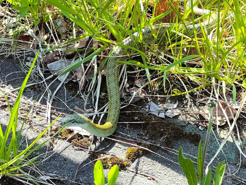 山鼻川緑地の親水ゾーンに出現したアオダイショウ