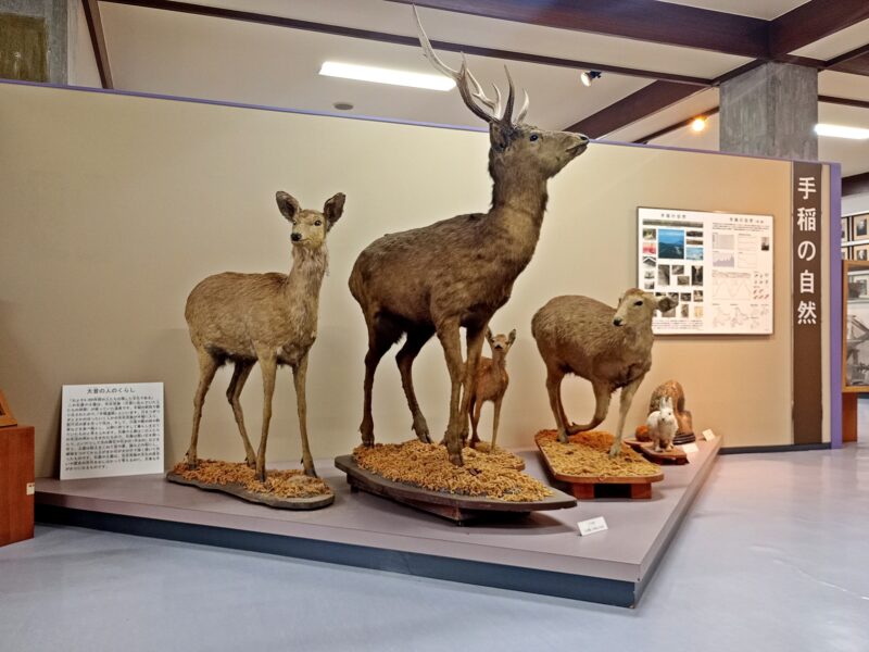 手稲記念館の展示(エゾシカの剥製)