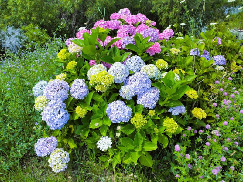 紫陽花