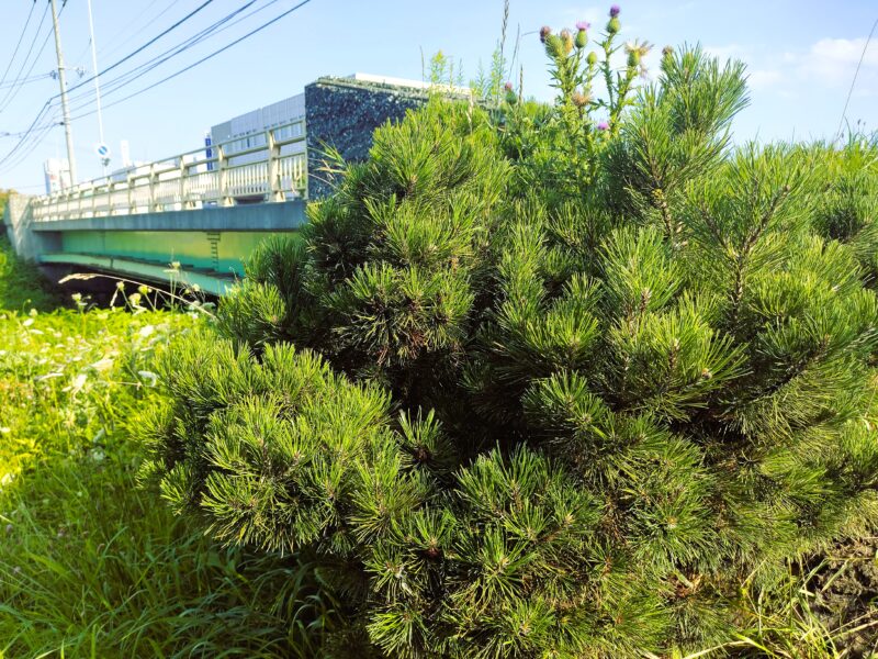 月寒河畔緑地の松の木